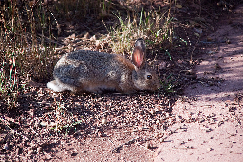 05_Garden of the Gods_5.jpg